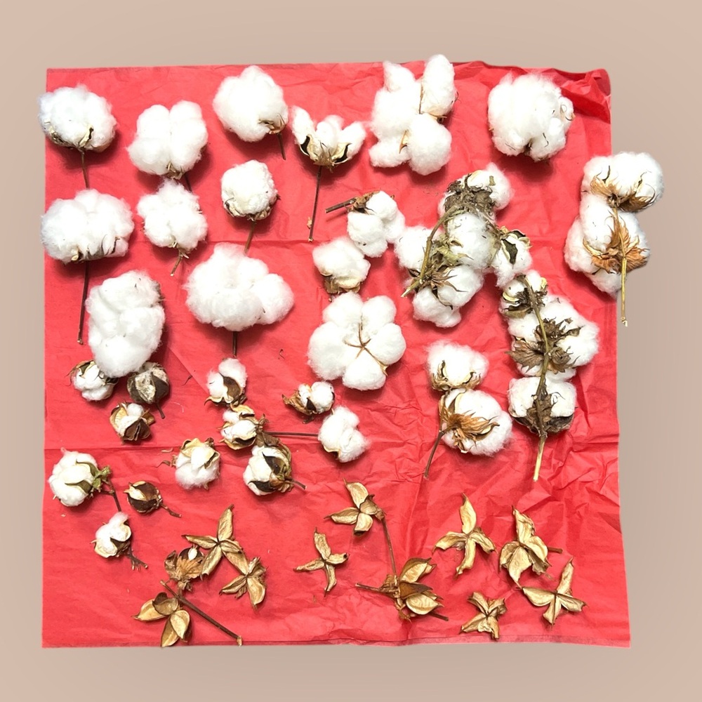 Natural White Cotton Bolls
